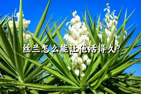 丝兰怎么能让他活得久？