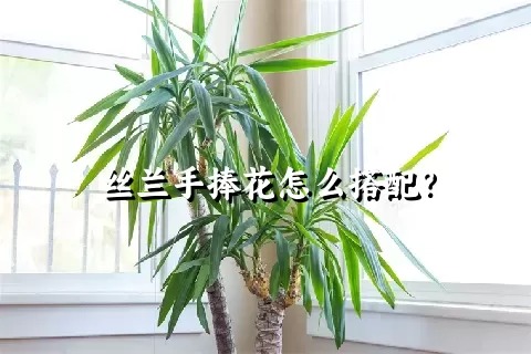 丝兰手捧花怎么搭配？