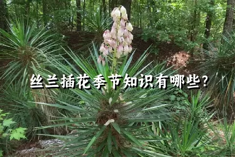 丝兰插花季节知识有哪些？