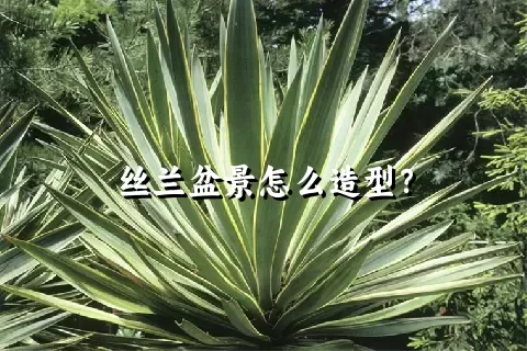 丝兰盆景怎么造型？