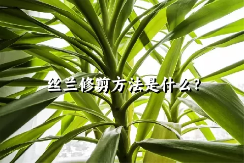 丝兰修剪方法是什么？