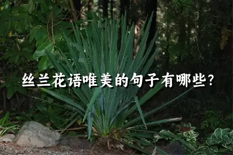 丝兰花语唯美的句子有哪些？