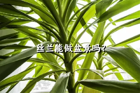 丝兰能做盆景吗？