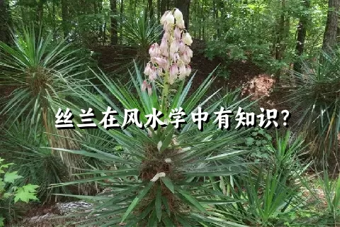 丝兰在风水学中有知识？