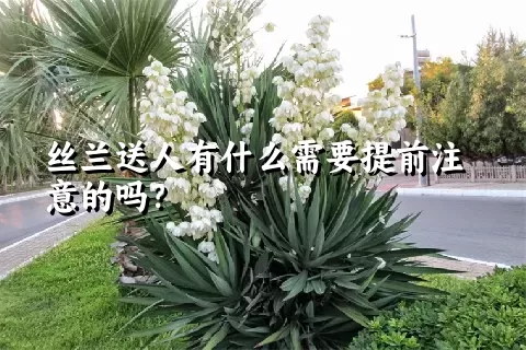 丝兰送人有什么需要提前注意的吗？