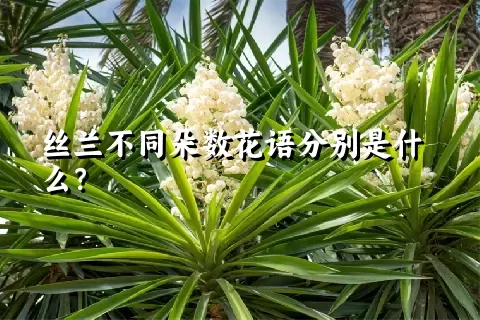 丝兰不同朵数花语分别是什么？