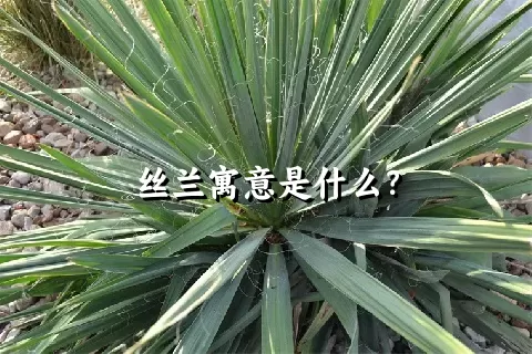 丝兰寓意是什么？