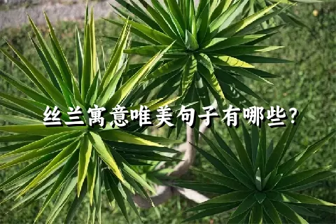 丝兰寓意唯美句子有哪些？