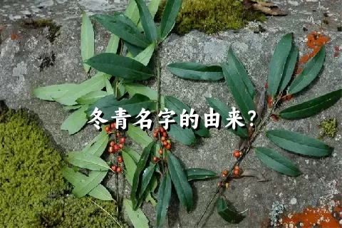 冬青名字的由来？