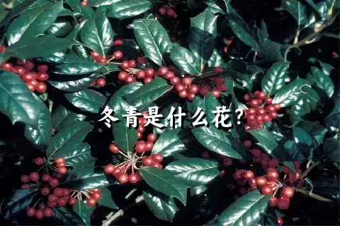 冬青是什么花？