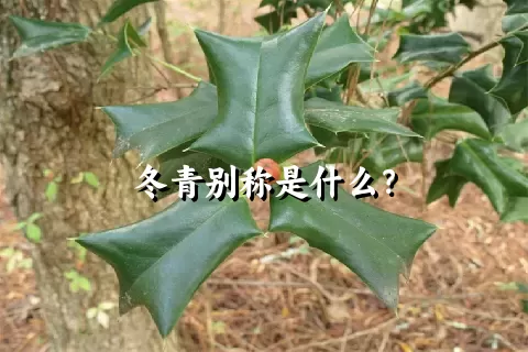 冬青别称是什么？