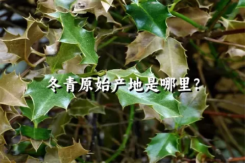 冬青原始产地是哪里？