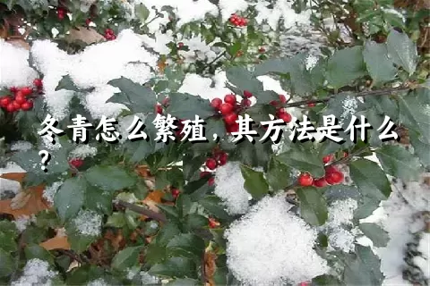 冬青怎么繁殖，其方法是什么？