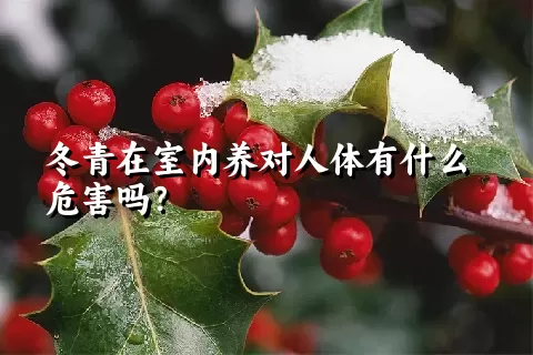 冬青在室内养对人体有什么危害吗？