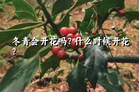 冬青会开花吗？什么时候开花？