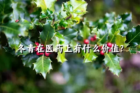 冬青在医药上有什么价值？