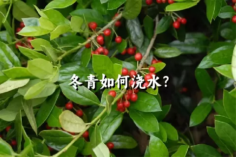 冬青如何浇水？