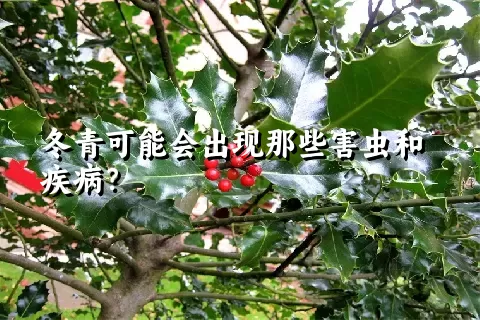 冬青可能会出现那些害虫和疾病？