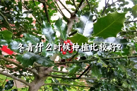 冬青什么时候种植比较好？