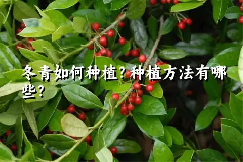 冬青如何种植？种植方法有哪些？