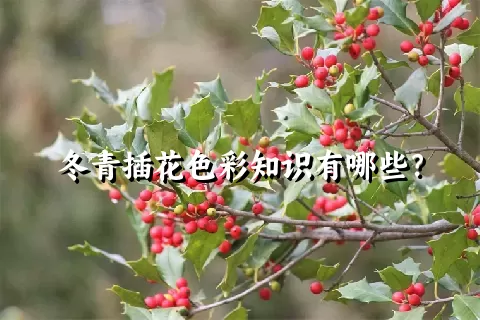 冬青插花色彩知识有哪些？