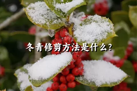 冬青修剪方法是什么？