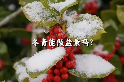 冬青能做盆景吗？