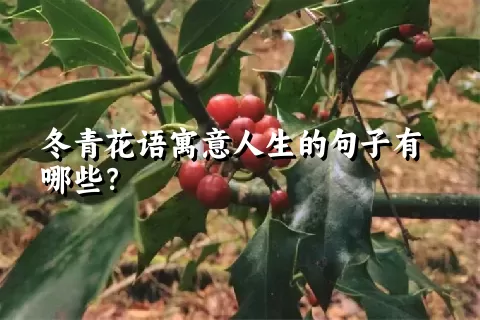 冬青花语寓意人生的句子有哪些？