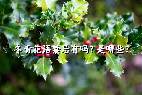 冬青花语禁忌有吗？是哪些？