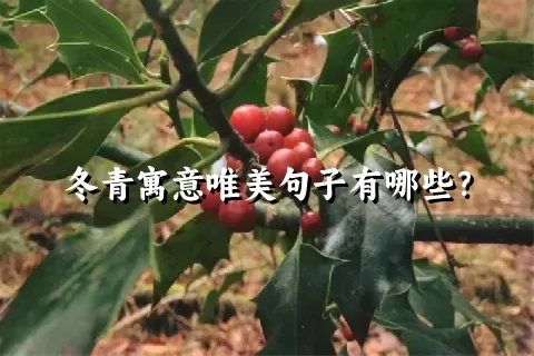 冬青寓意唯美句子有哪些？