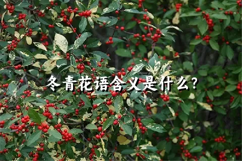 冬青花语含义是什么？