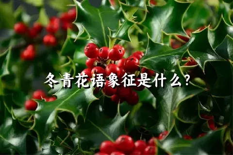 冬青花语象征是什么？