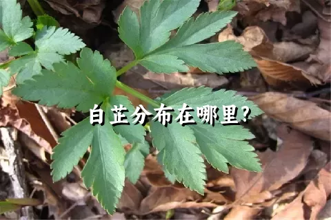 白芷分布在哪里?