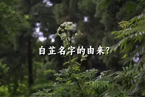 白芷名字的由来？