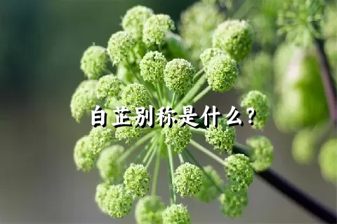 白芷别称是什么？