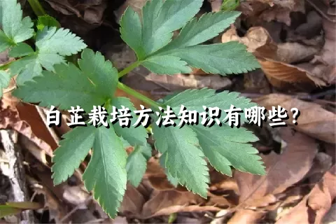 白芷栽培方法知识有哪些？