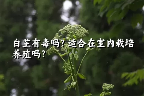 白芷有毒吗？适合在室内栽培养殖吗？