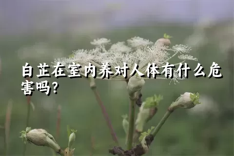 白芷在室内养对人体有什么危害吗？