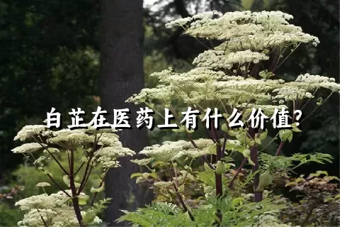 白芷在医药上有什么价值？