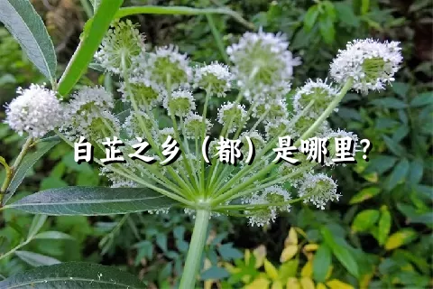 白芷之乡（都）是哪里？