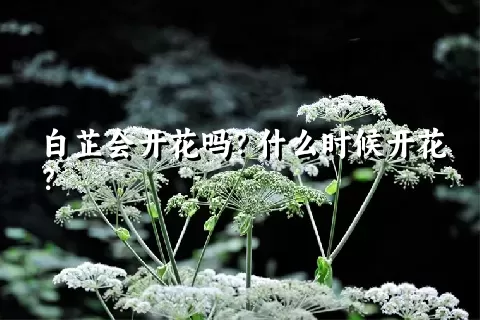 白芷会开花吗？什么时候开花？