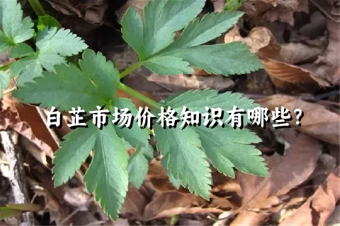 白芷市场价格知识有哪些？