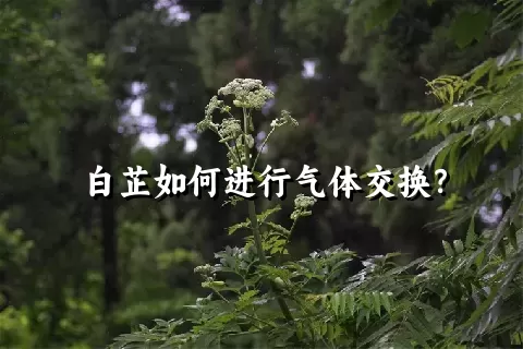 白芷如何进行气体交换？