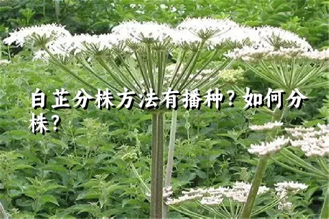 白芷分株方法有播种？如何分株？