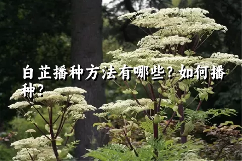 白芷播种方法有哪些？如何播种？