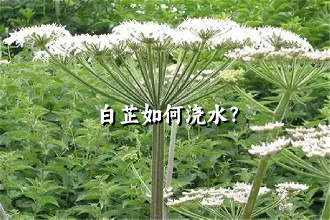 白芷如何浇水？