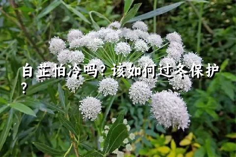 白芷怕冷吗？该如何过冬保护？