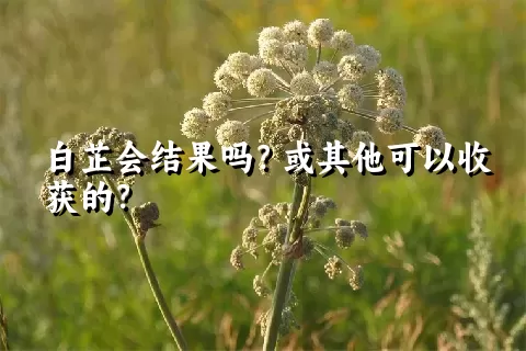 白芷会结果吗？或其他可以收获的？