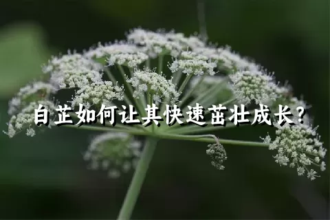 白芷如何让其快速茁壮成长？