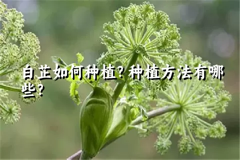 白芷如何种植？种植方法有哪些？